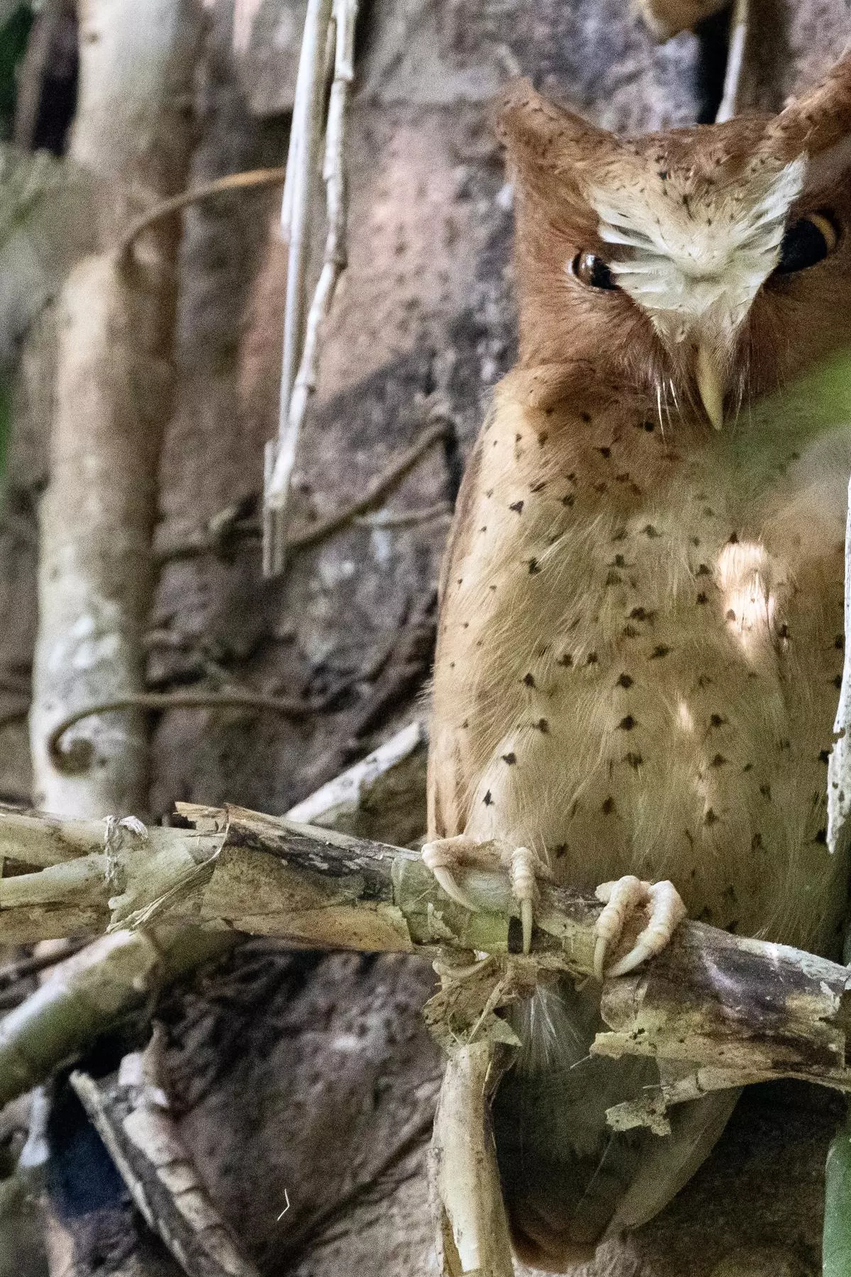 The Serendib scops owl in Sri Lanka