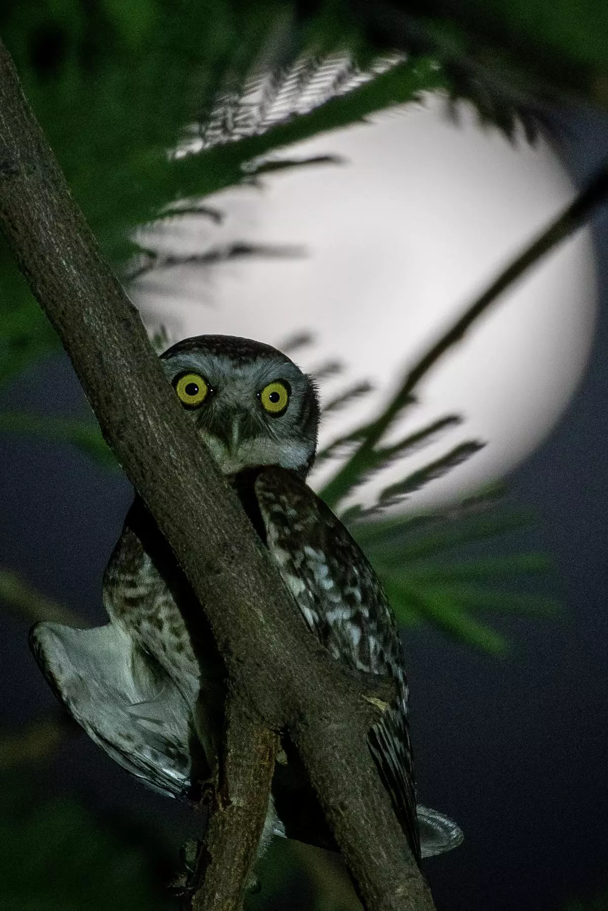 A spotted owlet in Gurgaon