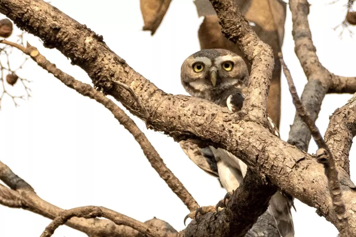 The forest owlet in Tansa