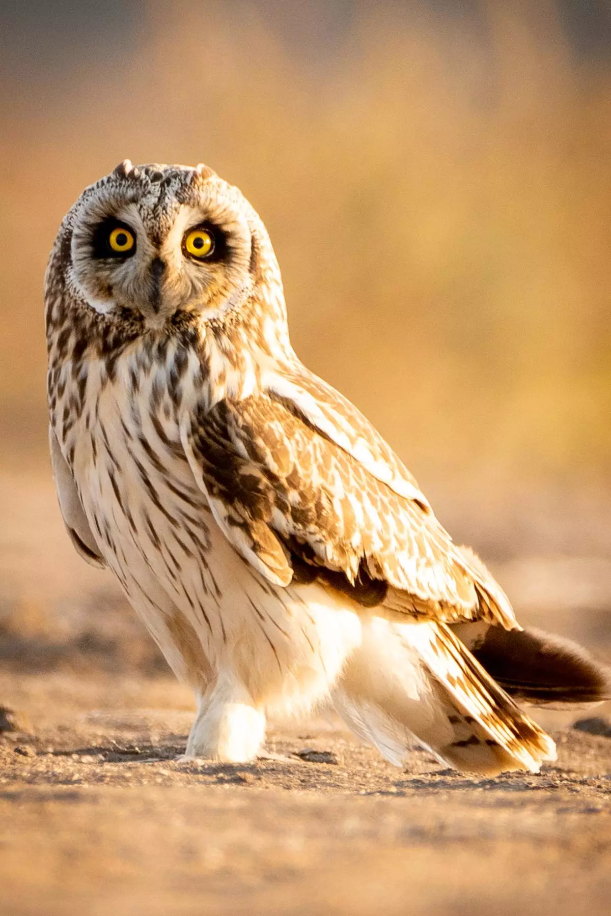 A short-eared owl in the Little Rann of Kutch