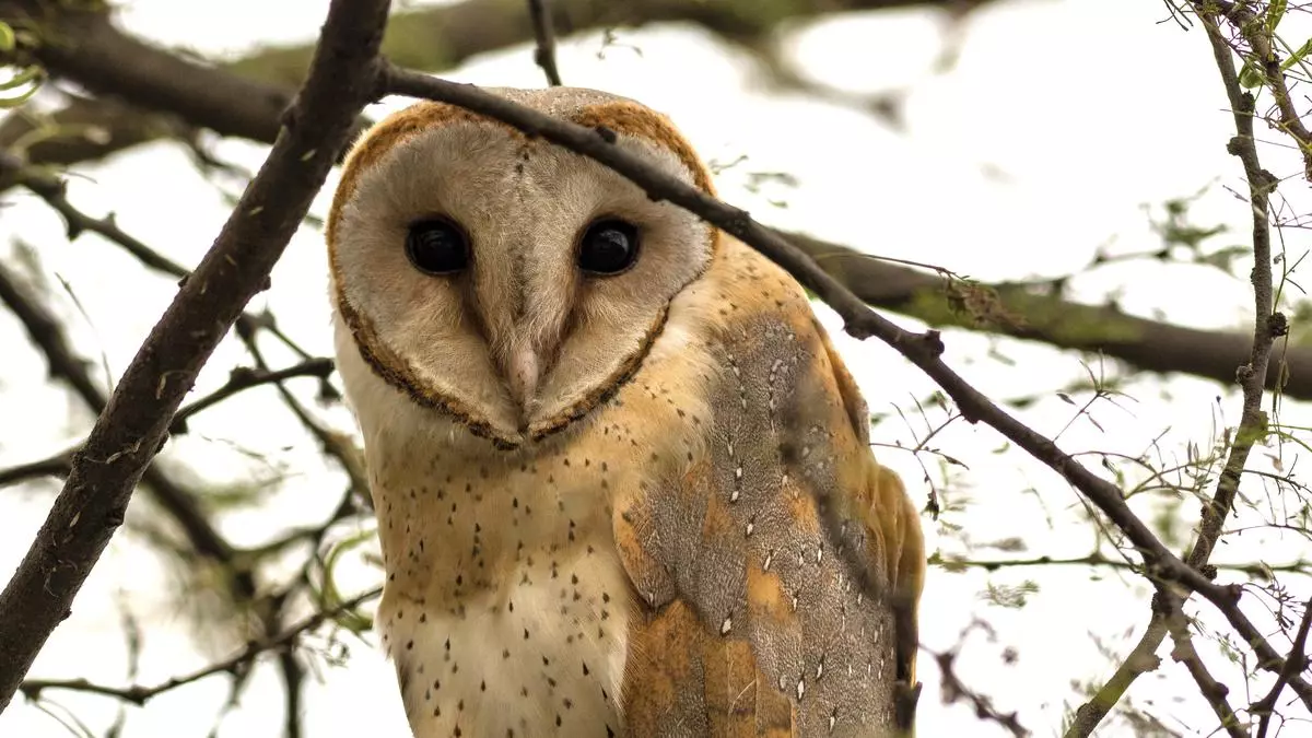 Click, click, hoot, hoot: How one man photographed all species of owls in India