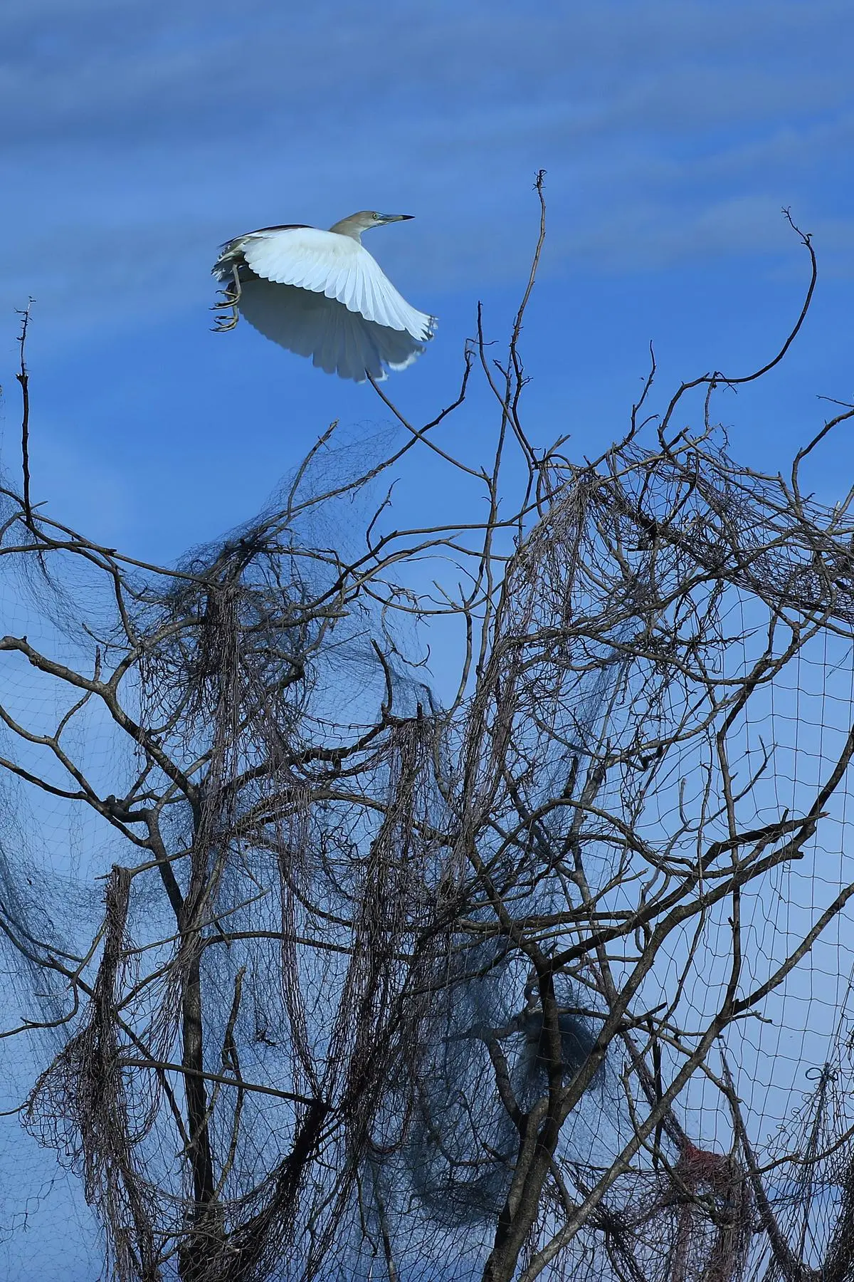 A pond heron in its breeding plumage flies above a tree over which a net has been laid to stop birds from roosting. Such nets are common in urban areas: they are used to ensure that bird droppings do not disfigure vehicles and buildings. They lead to numerous animal fatalities.