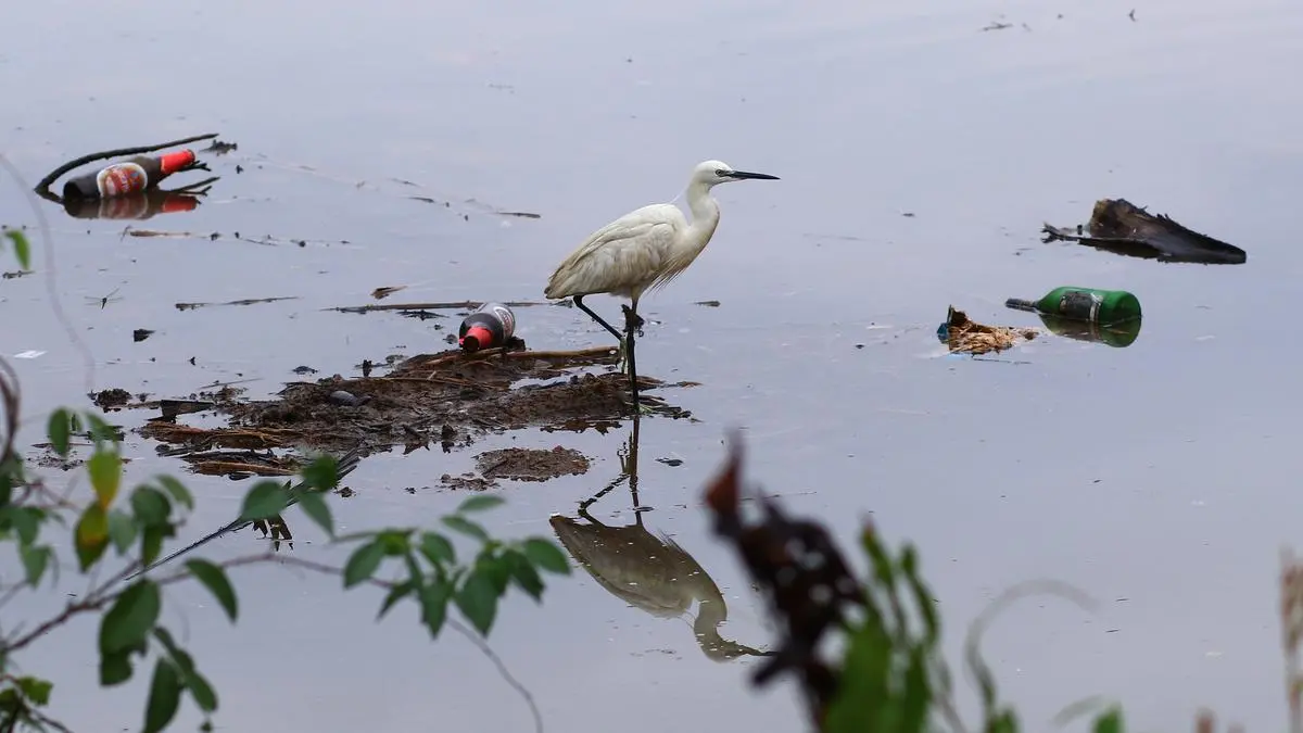 A little egret in the Kattampally wetland, recognised as one of the 24 Important Bird Areas (IBA) of Kerala. Kattampalli hosts 12 duck species and is the only place in the State where four types of eagles—the greater spotted eagle, the Indian spotted eagle, the eastern imperial eagle, and the steppe eagle—coexist. Sadly, 5,000 acres of rice fields in Kattampally have been sacrificed to the construction of a bridge, and to heavy dumping and land-filling.