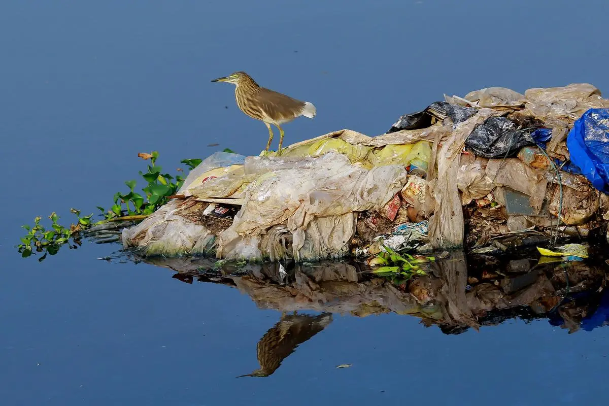 A pond heron on a floating garbage pile.