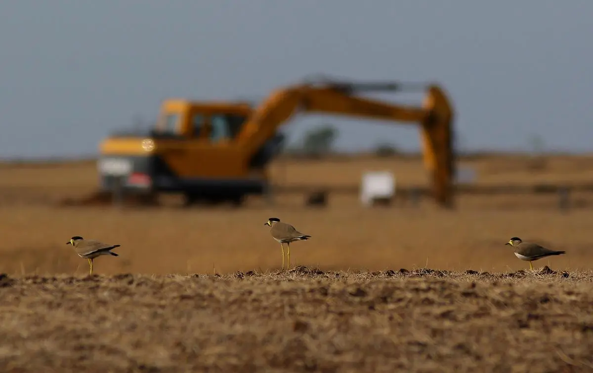 Madayipara, a laterite hill in Kannur district, is home to over 250 bird species, including migratory birds. Originally spanning 900 acres, this habitat is reduced to 340 acres now due to division and development. Among the rarest birds found here is the yellow wattled lapwing. The birds are silent witnesses to the rapacious developmental activities.