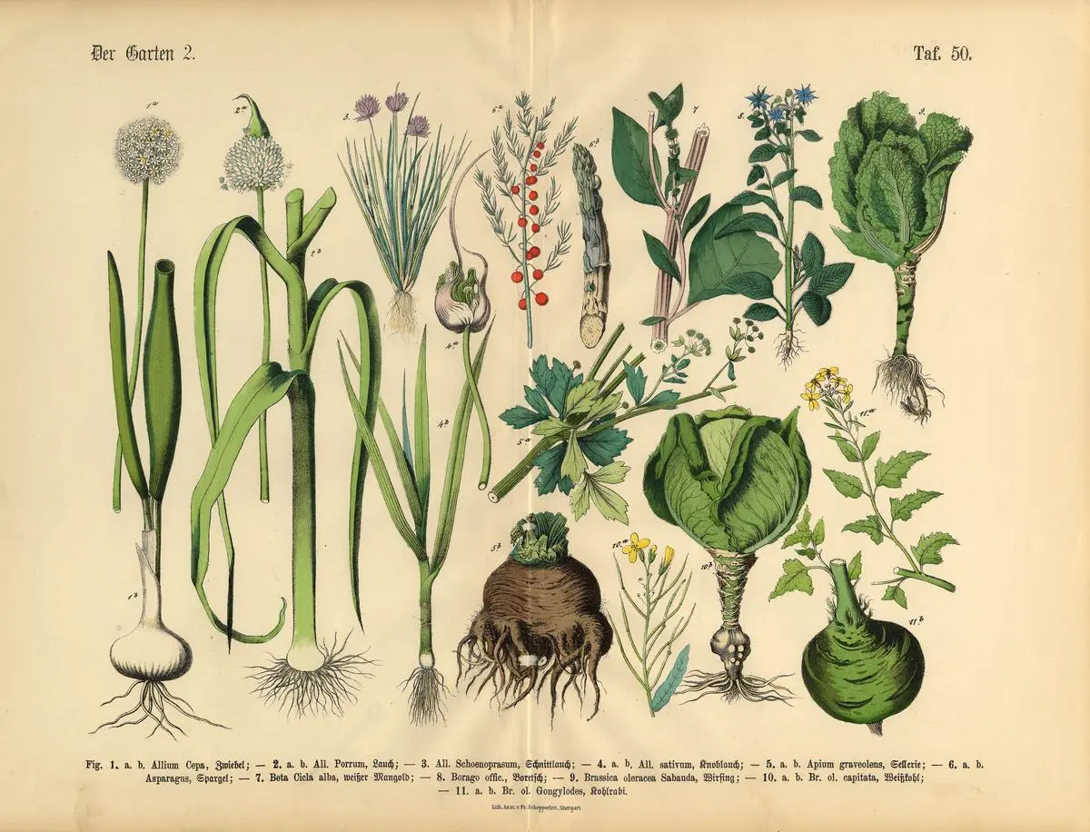 A plate showing vegetables, fruits and berries of the garden from The Book of Practical Botany in Word and Image (Lehrbuch der praktischen Pflanzenkunde in Wort und Bild), published in 1886. Don’t miss the cabbage in this hall of fame. A plate showing vegetables, fruits and berries of the garden from The Book of Practical Botany in Word and Image (Lehrbuch der praktischen Pflanzenkunde in Wort und Bild), published in 1886. Don’t miss the cabbage in this hall of fame.