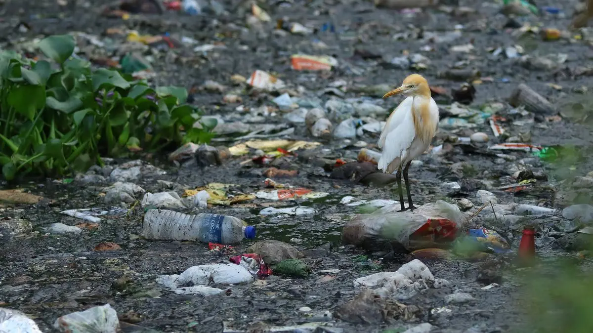 Cattle egrets can often be seen foraging in urban dumping grounds, now that their natural habitats are dwindling and their usual sources of food are vanishing.
