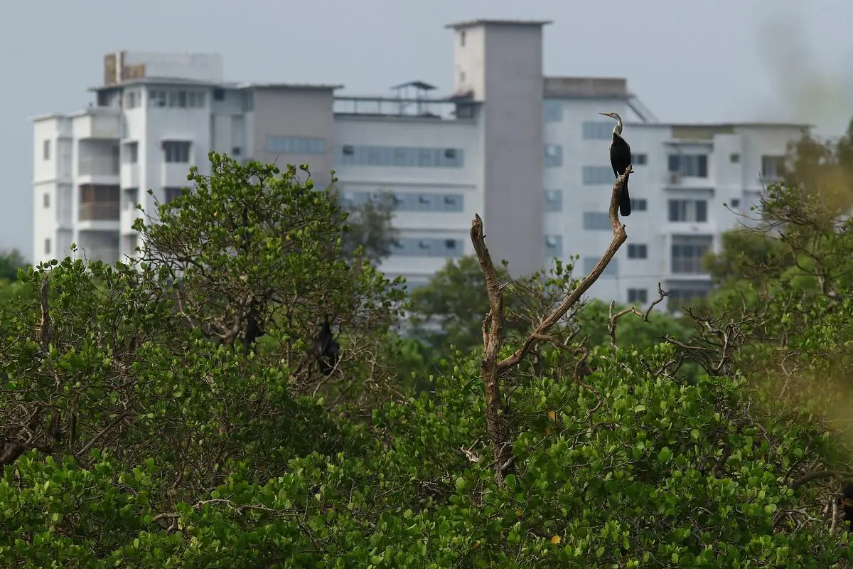 Usually seen in mangroves, the oriental darter is seen here in an urban landscape.