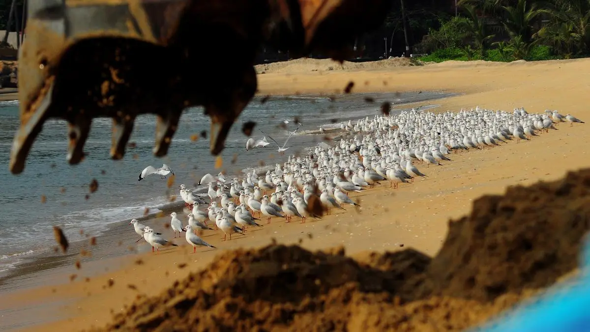 Seagulls are found all along the coasts of Kerala. The menacing jaws of an earth-mover seem ready to eat up their habitat.