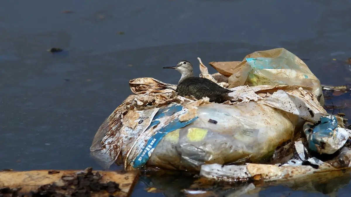 The common sandpiper, a usual wetland bird, is most often photographed looking for food against the background of clean, blue waters. Here it is seen sitting on a plastic sack full of household waste in the Kakkad river.