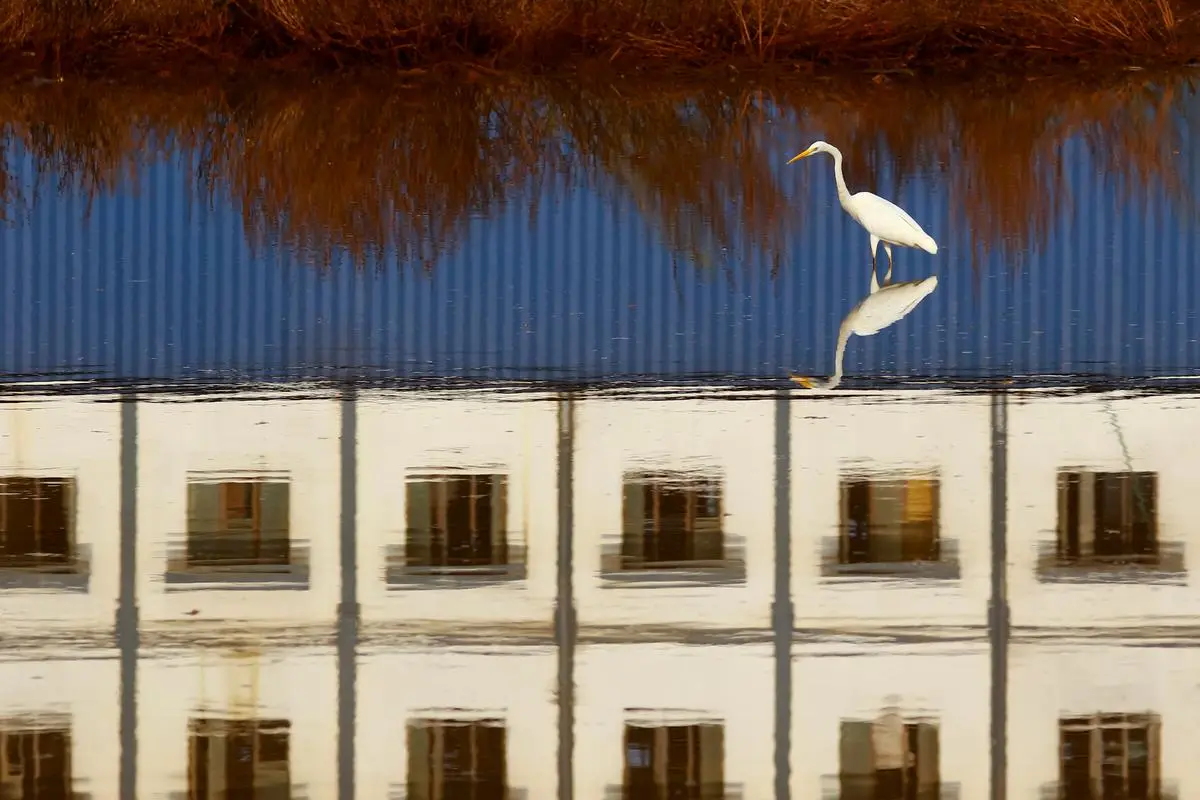 Chempallikundu in Kannur district is known for its migratory birds. But hectic construction activities are destroying the wetlands. A common greenshank roots around in the waters, in which a school building is reflected.