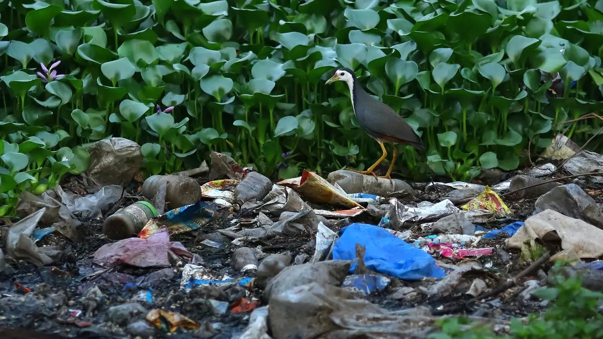 The white-breasted waterhen, a shy bird, thrives in quiet fields and marshes. This photo, taken in a busy waterway in Kannur city, shows the bird searching for food in a dirty stream clogged with invasive plants and debris.