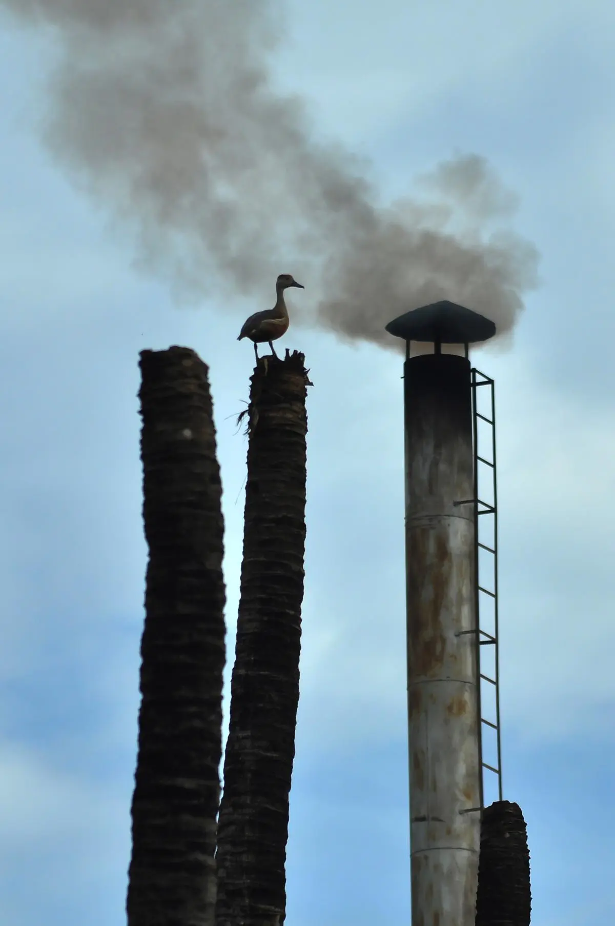 A lesser whistling teal in the Kattampally wetland, where a plywood factory belches out black smoke.