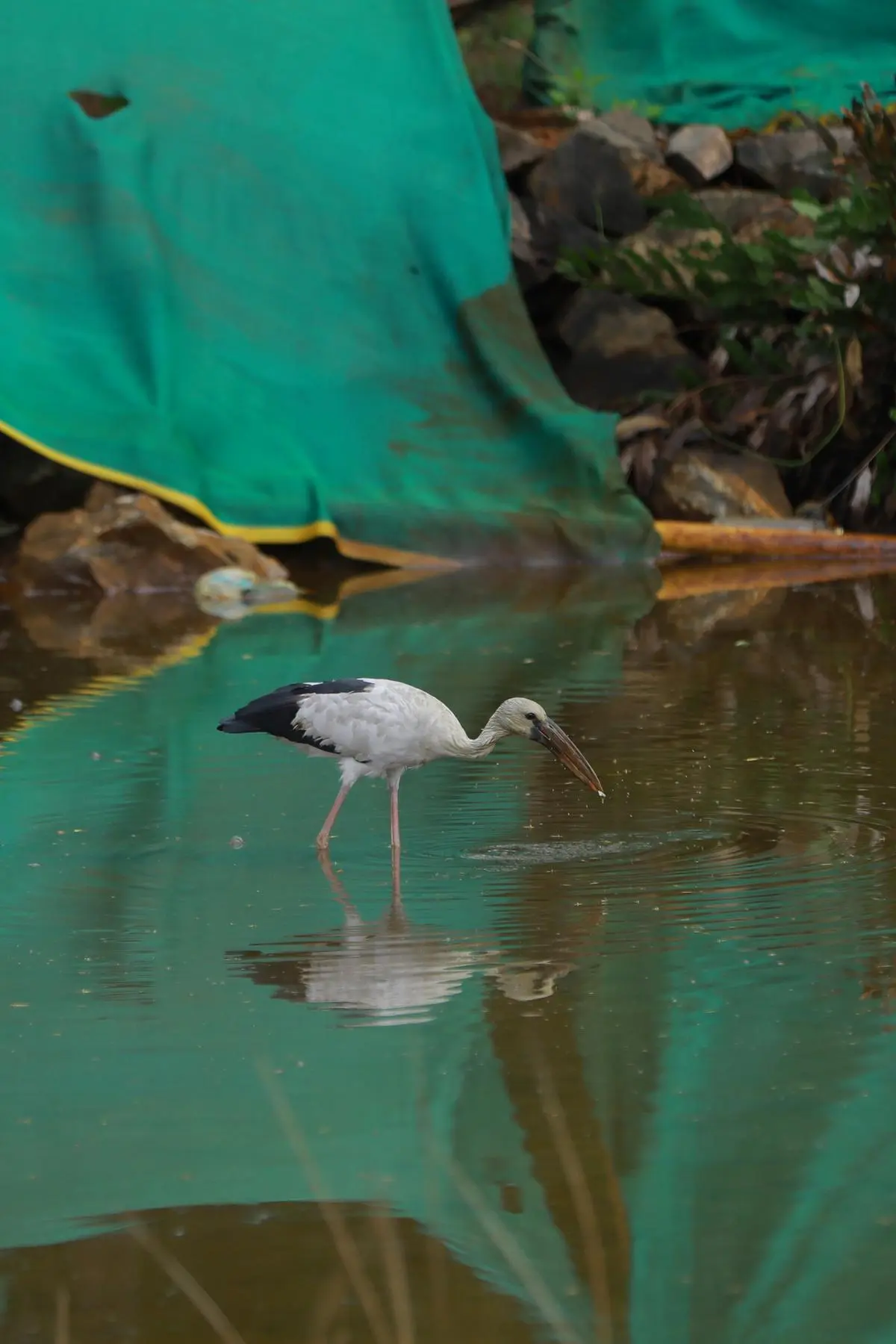 An Asian openbill stork in murky waters, with farming nets in the background.