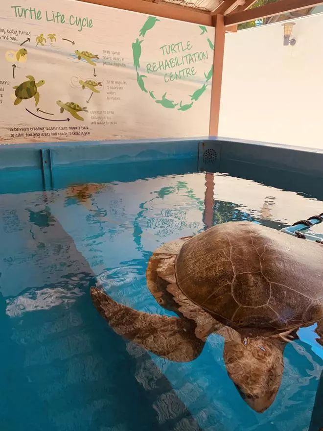 The Marine Discovery Centre rehabilitates marine species like sea turtles when they get caught in plastic nets and hurt their fins.
