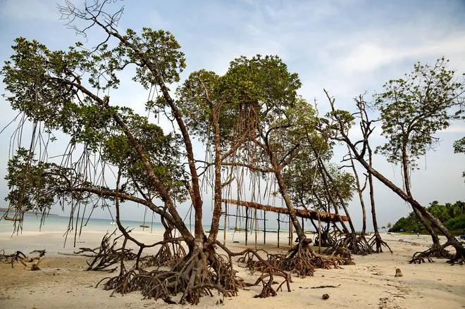 GNI has a coastline of 202 km, most of which is lined by mangrove communities which grow in clusters. GNI has a coastline of 202 km, most of which is lined by mangrove communities which grow in clusters.
