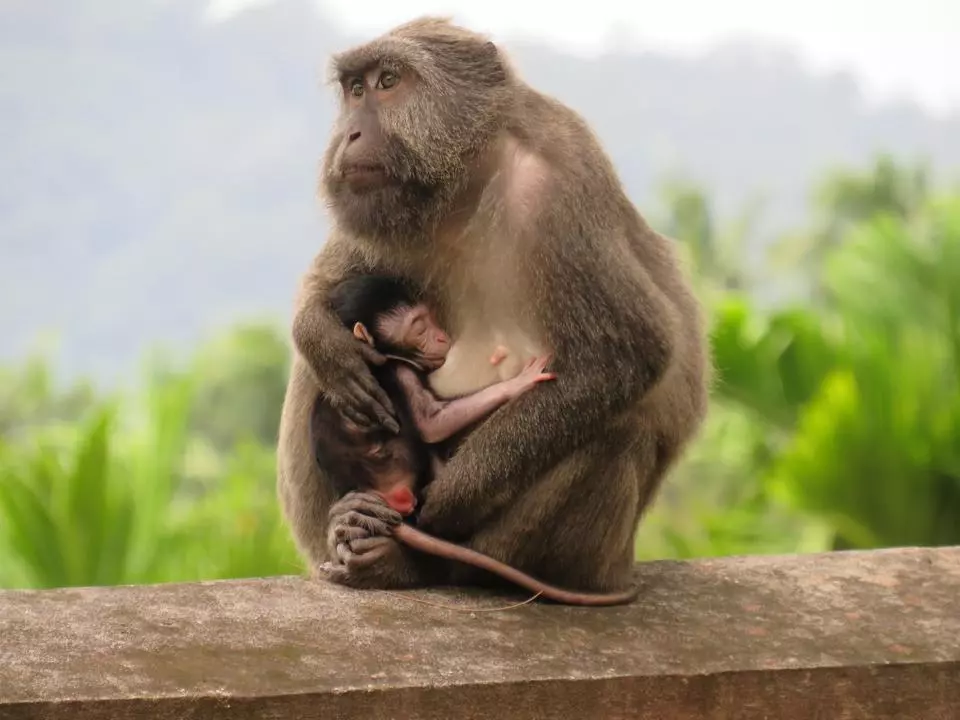 Nicobar long-tailed macaque