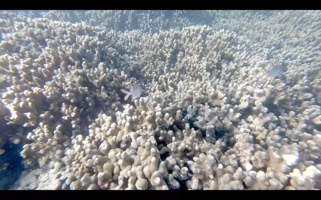 Maldives’ coral reefs.