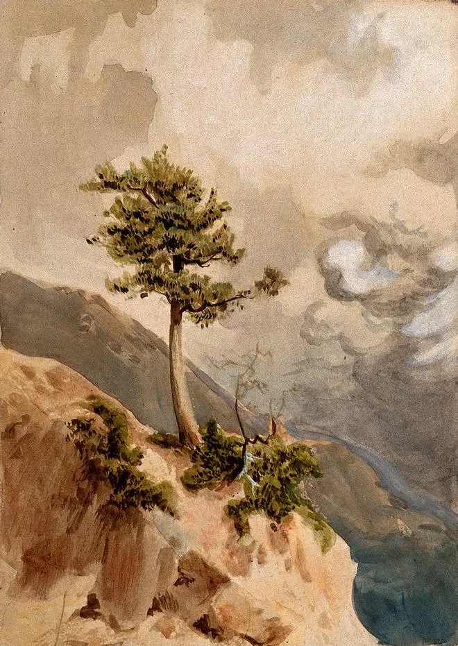 Young juniper tree on a ridge top in Nepal. Watercolour by Hermann Schlagintweit, 1855. Young juniper tree on a ridge top in Nepal. Watercolour by Hermann Schlagintweit, 1855.