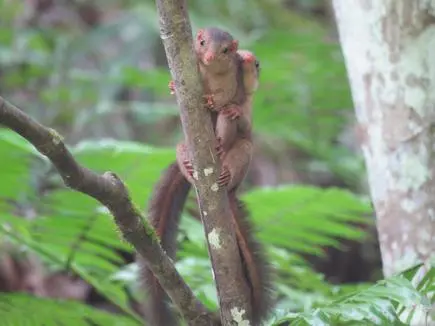 Flora and fauna of Great Nicobar in great peril - Frontline