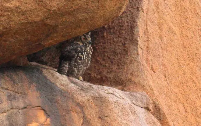 The Eurasian eagle-owl at Arittapatti.