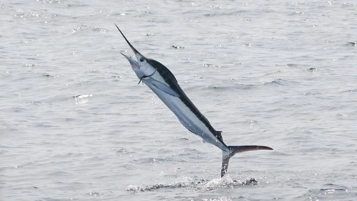 Marlin kills fisherman off Visakhapatnam coast Frontline