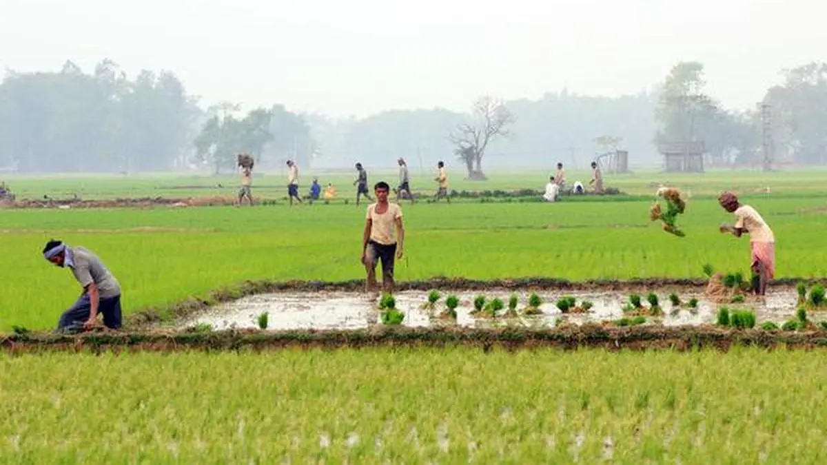 COVID-19 fear ahead of boro rice harvesting in Bengal - Frontline