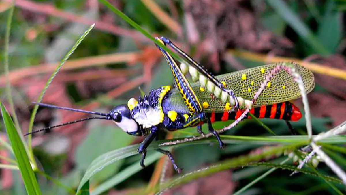 Like vertebrates, insects too have ears to hear - Frontline