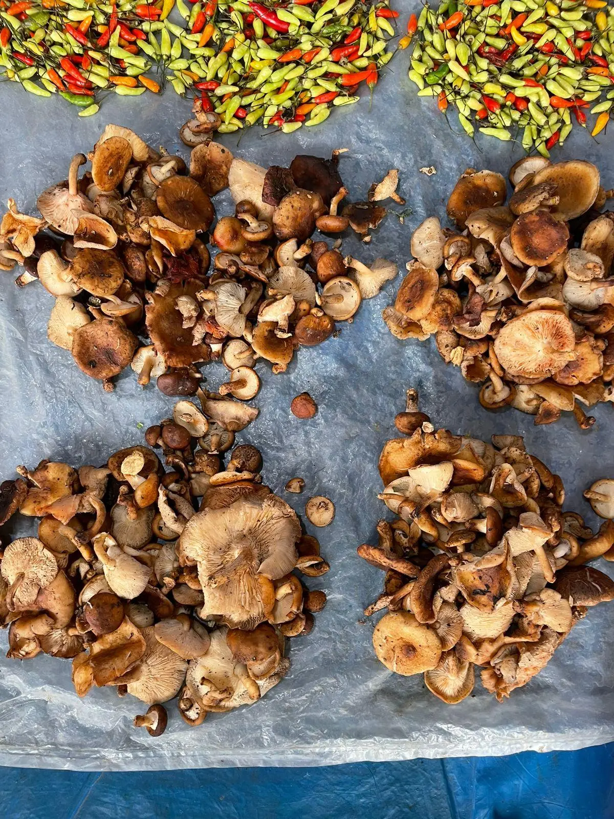 Shitake mushroom in Pasighat market. Shitake mushroom in Pasighat market.