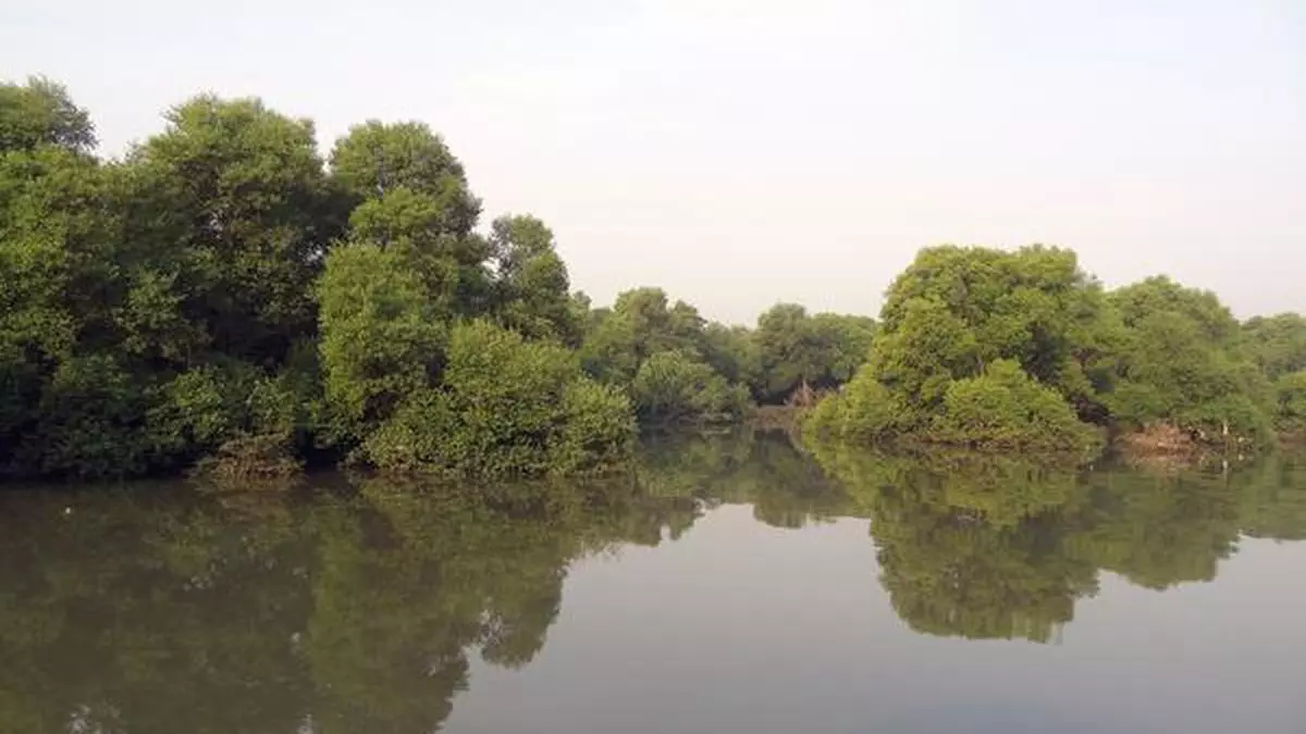 Thane creek soon to be Maharashtra’s first urban Ramsar site