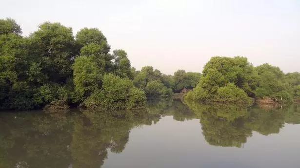 Thane creek soon to be Maharashtra’s first urban Ramsar site - Frontline