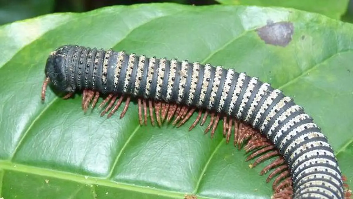 Mulch munchers How millipedes contribute to conservation Frontline