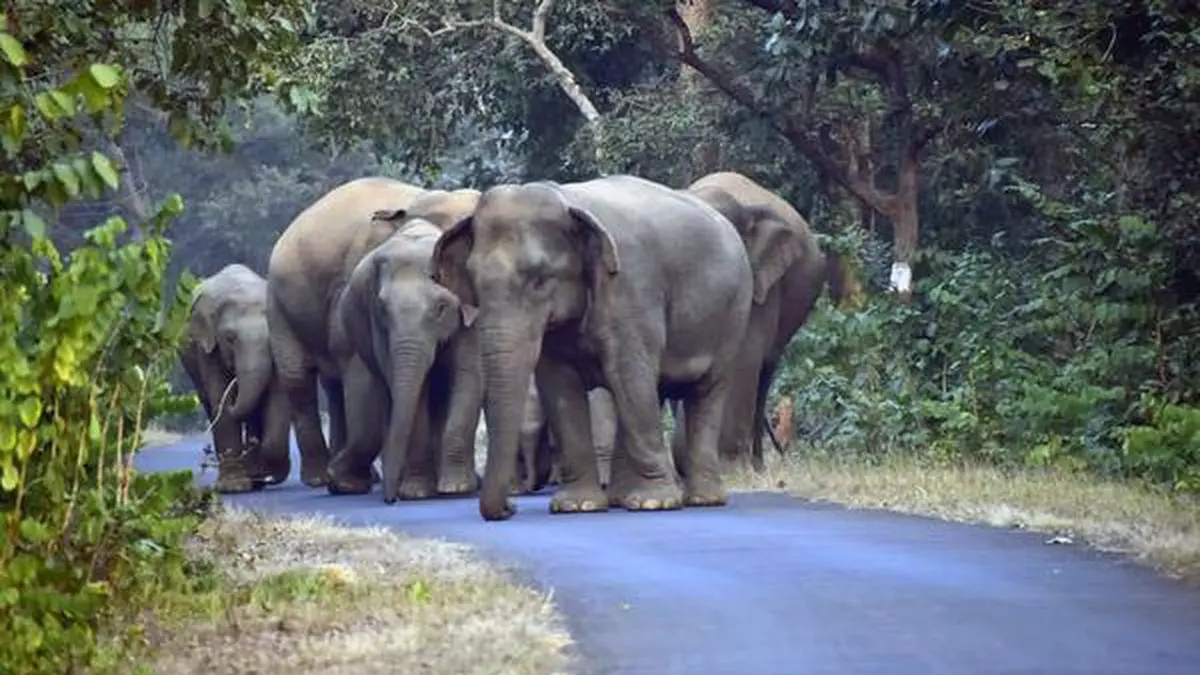 Elephantine journey: Maharashtra's elephant corridor bodes well for conservation efforts