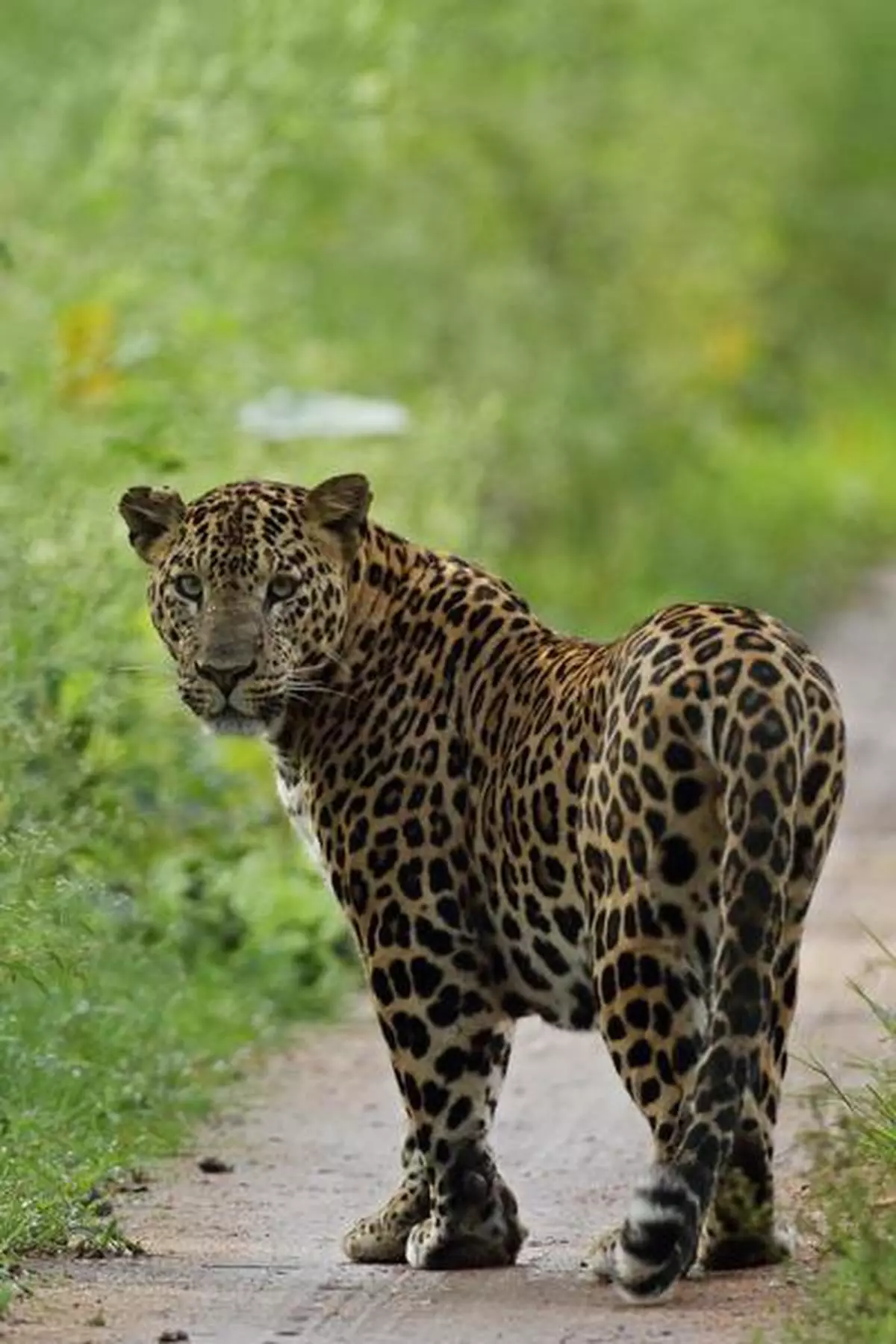 Melanistic Leopard: Black Leopard - The Tiniest Tiger
