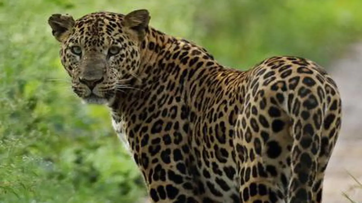 The status of the leopard in India RB Webcity