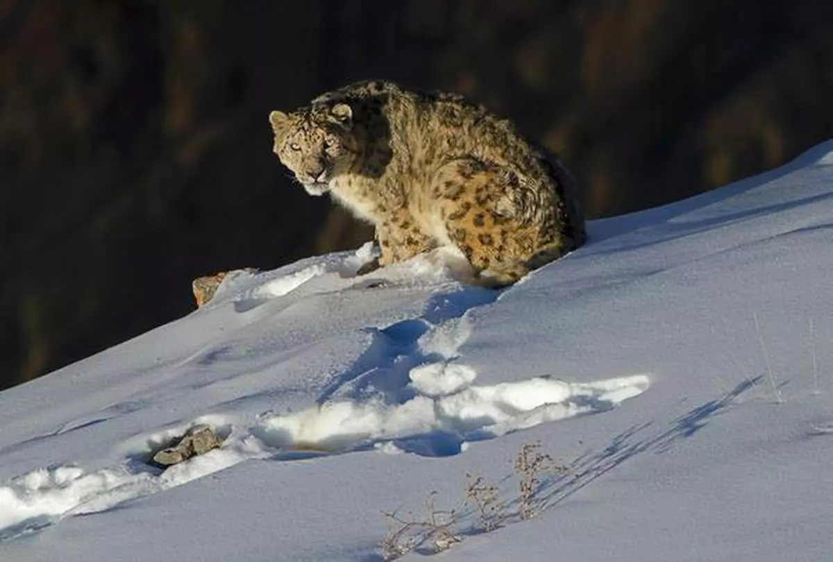 In search of the endangered snow leopard, in the upper Spiti Valley of Himachal  Pradesh - Frontline