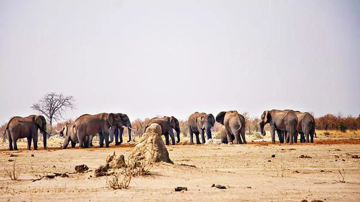 Botswana is home to more than 33 per cent of Africa’s savanna elephants