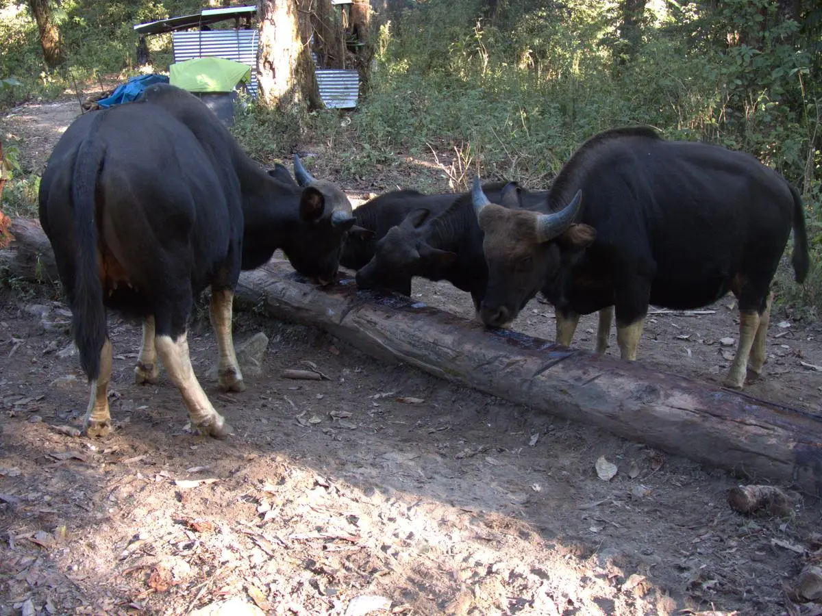 The mithun is central to the Abo Tani groups across Arunachal and beyond. Here the mithuns lick salt. The mithun is central to the Abo Tani groups across Arunachal and beyond. Here the mithuns lick salt.