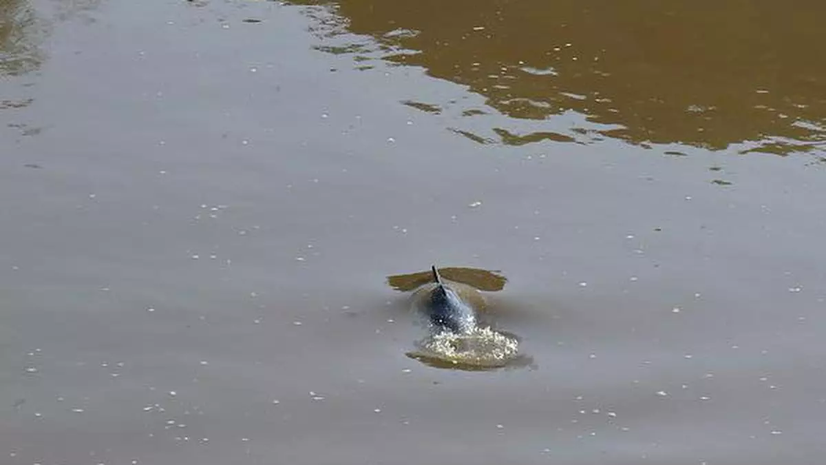 Threats to the Kulsi river in Assam