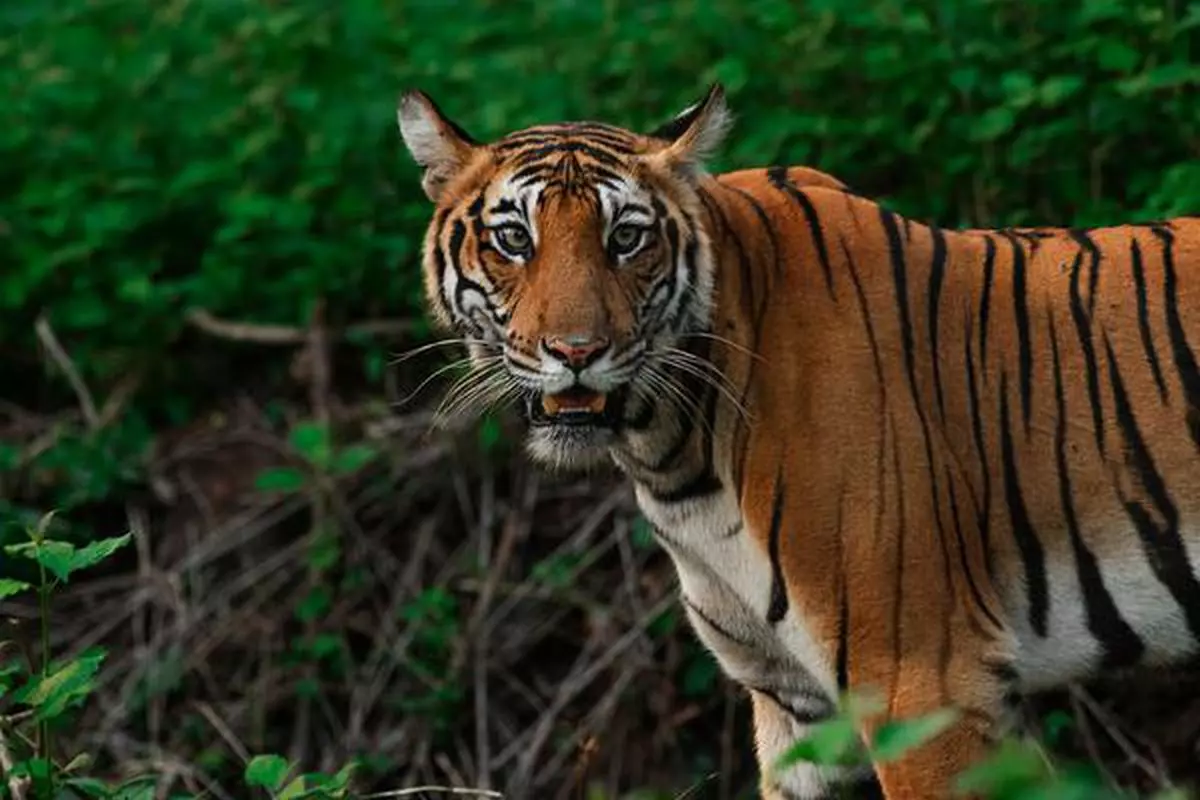 Saving the tiger in Sathyamangalam - Frontline