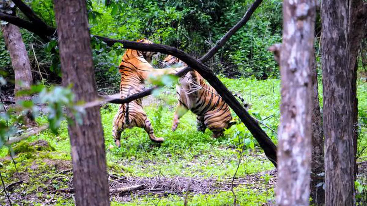 Tiger fight club