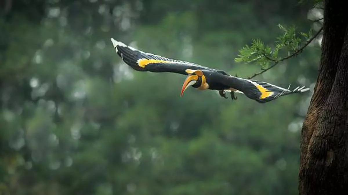 The great Indian air show in the Western Ghats