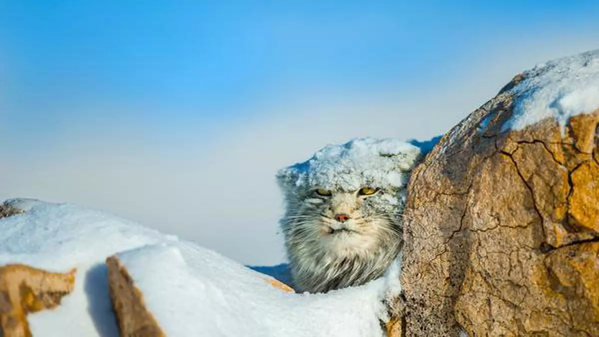 Pallas's cat, Endangered, Steppe, Asia