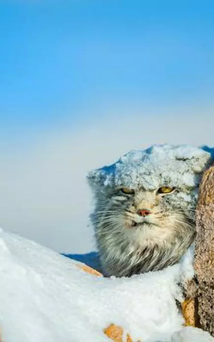 Small Cat Spotlight: Pallas's Cat