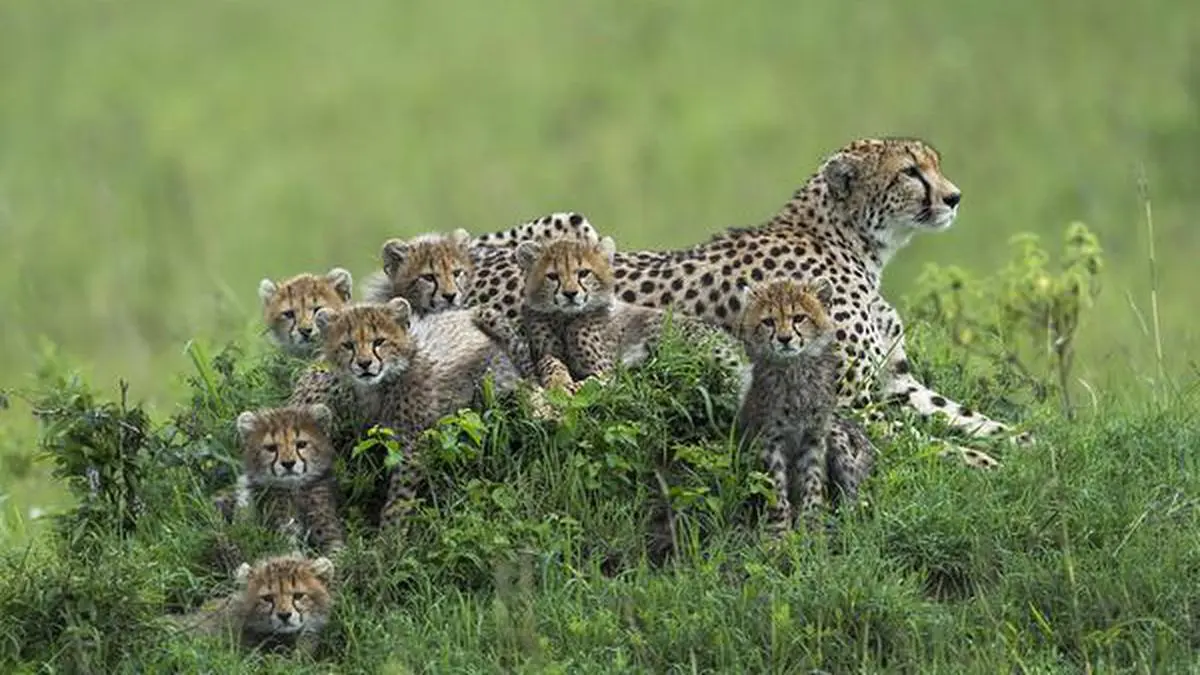 Only Leopard Cub Forces Mom to Play