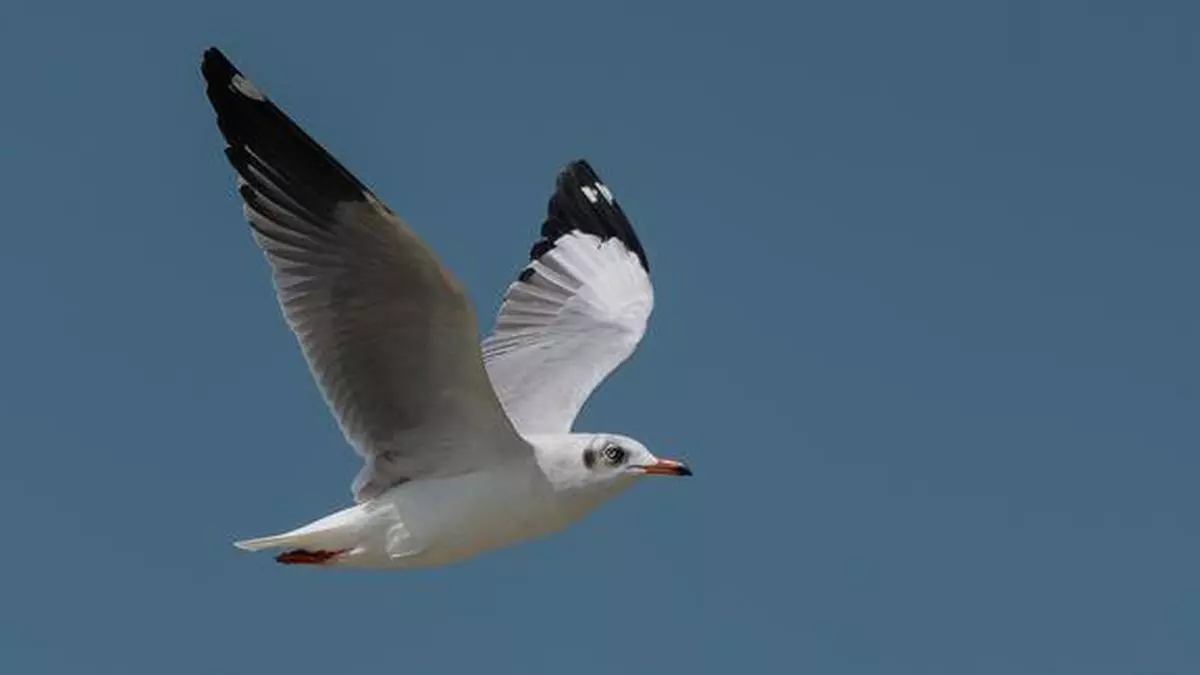 Wings Of Hope: How India’s Coasts And Estuaries Sustain Shorebird And 