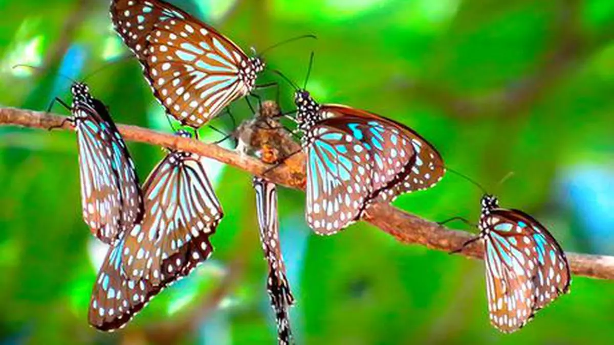 Butterflies as nature's early warning system - Frontline