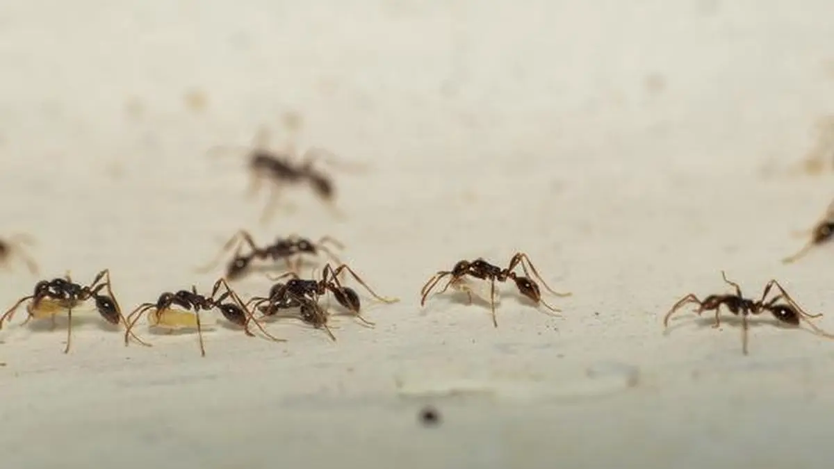 Research: Raising awareness on ground Ants diversity and abundance - The  Forefront Mag