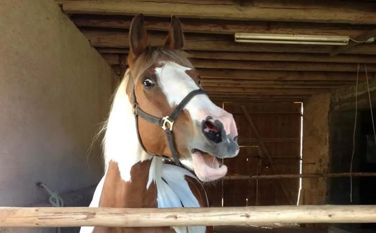 The whinny represents an unusual vocal phenomenon known as “biphonation”, in which a vocalisation has two independent frequency components: low and high. The whinny represents an unusual vocal phenomenon known as “biphonation”, in which a vocalisation has two independent frequency components: low and high.