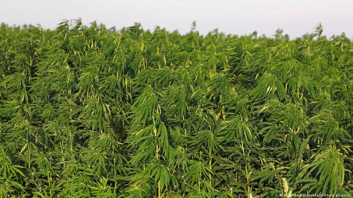 A brief cultural history of hemp